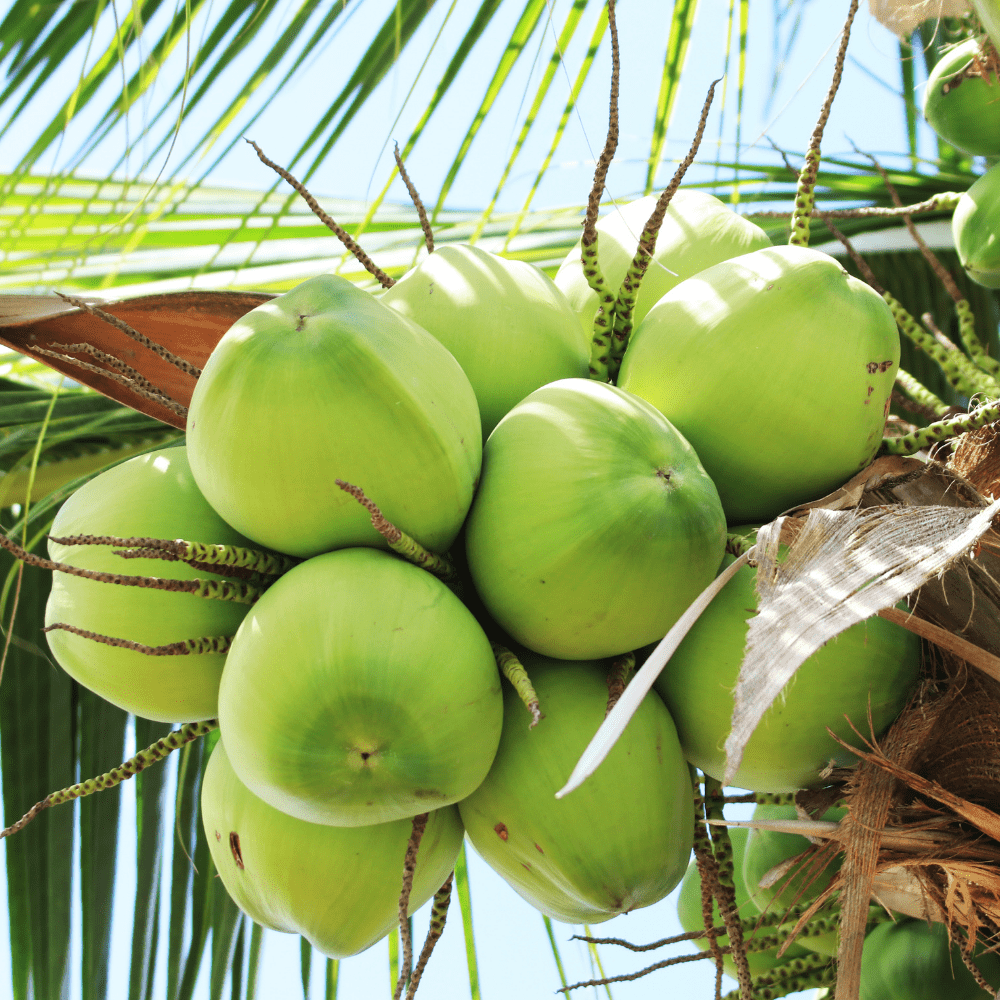 Dừa